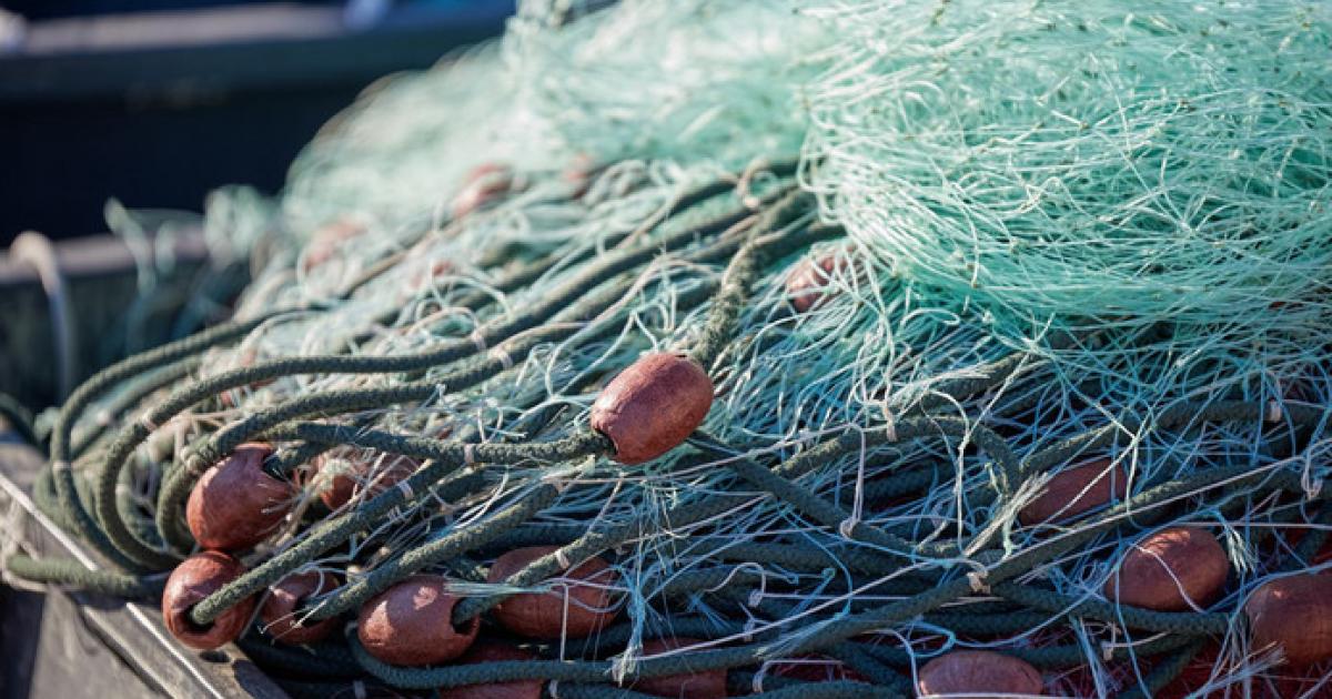     La pêche aux lambis reprend en octobre 

