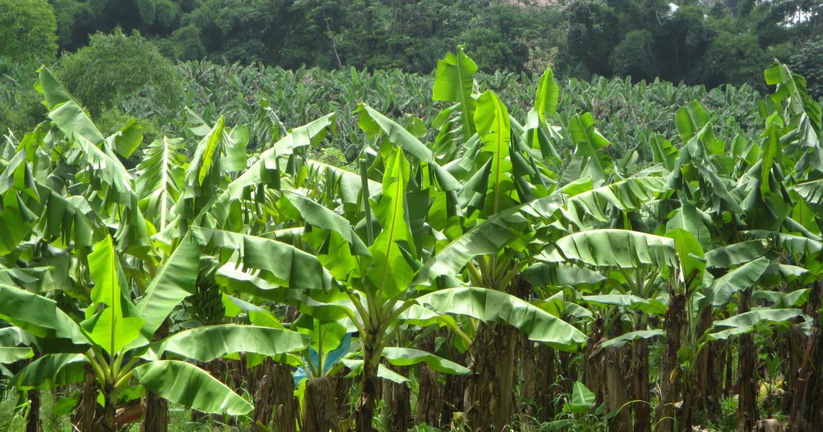     Il y a 28 ans, les planteurs de banane bloquaient l'aéroport du Lamentin pendant quatre jours

