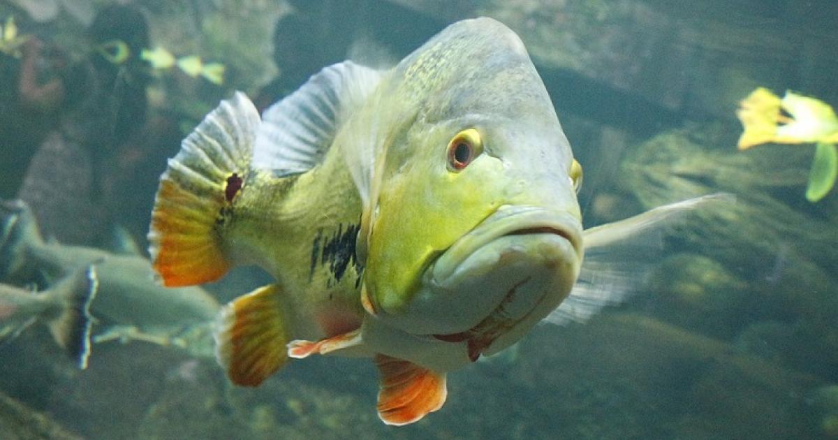     Les conseils pour entretenir un aquarium

