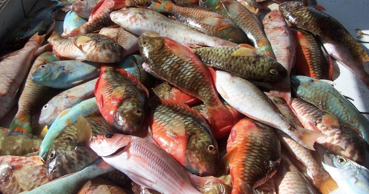     Des voleurs de poissons interpellés en flagrant délit 

