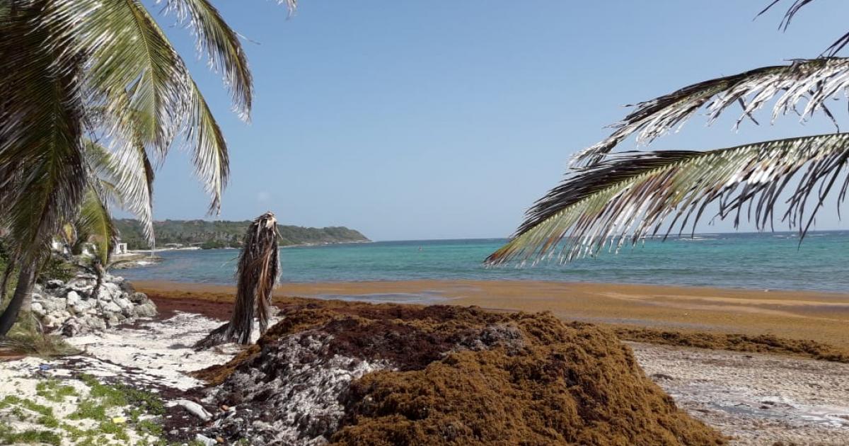     De nombreuses sargasses attendues cette semaine sur nos côtes 

