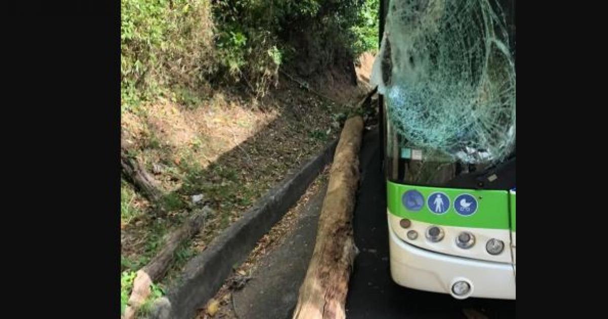     Un arbre tombe sur un bus Mozaïk entre Fort-de-France et Saint-Joseph

