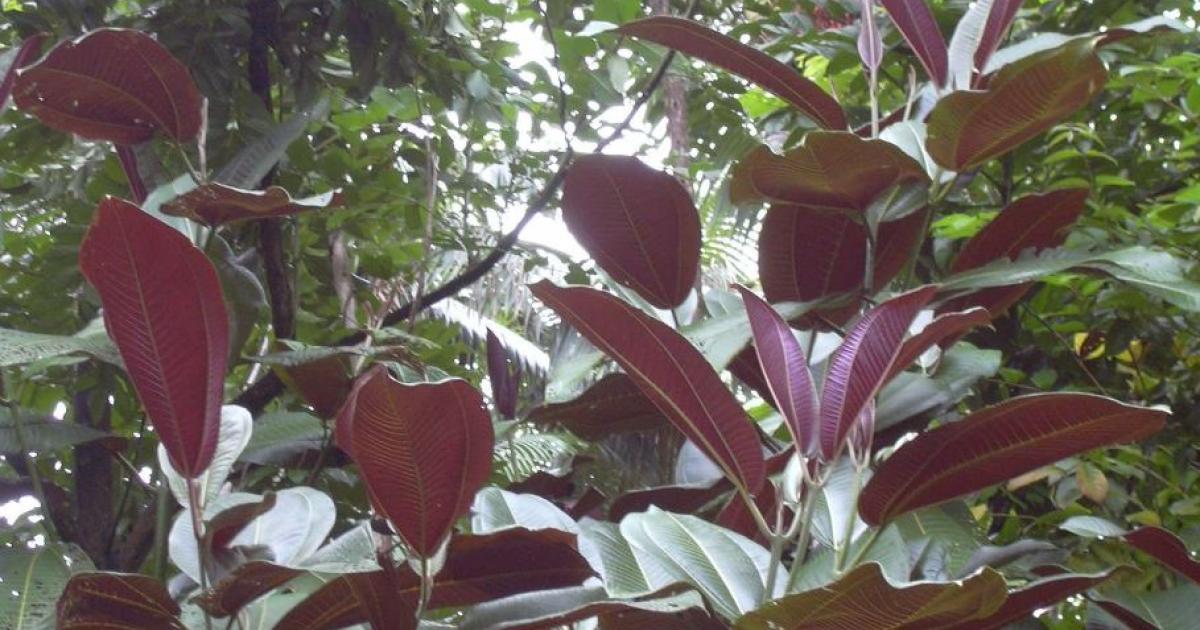     Une plante envahissante menace l'écosystème local

