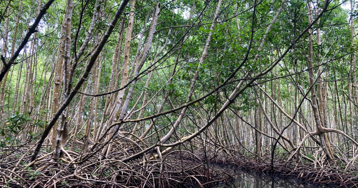     Le sauvetage des mangroves de Martinique retenu par la Fondation du Patrimoine parmi 12 projets 

