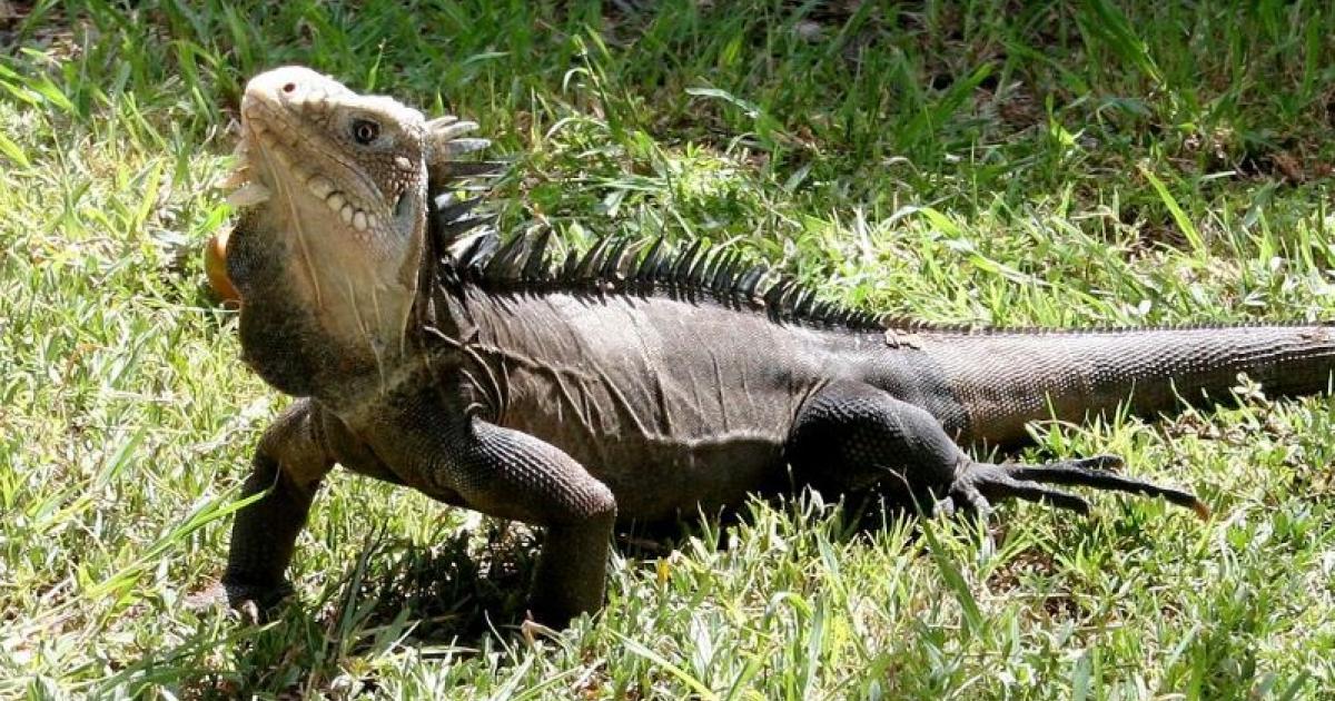     Une étude révèle que 15% de la faune endémique de la Martinique est menacée

