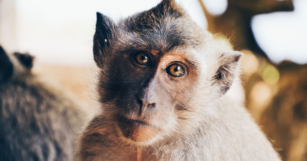     Un singe retrouvé blessé aux Abymes 

