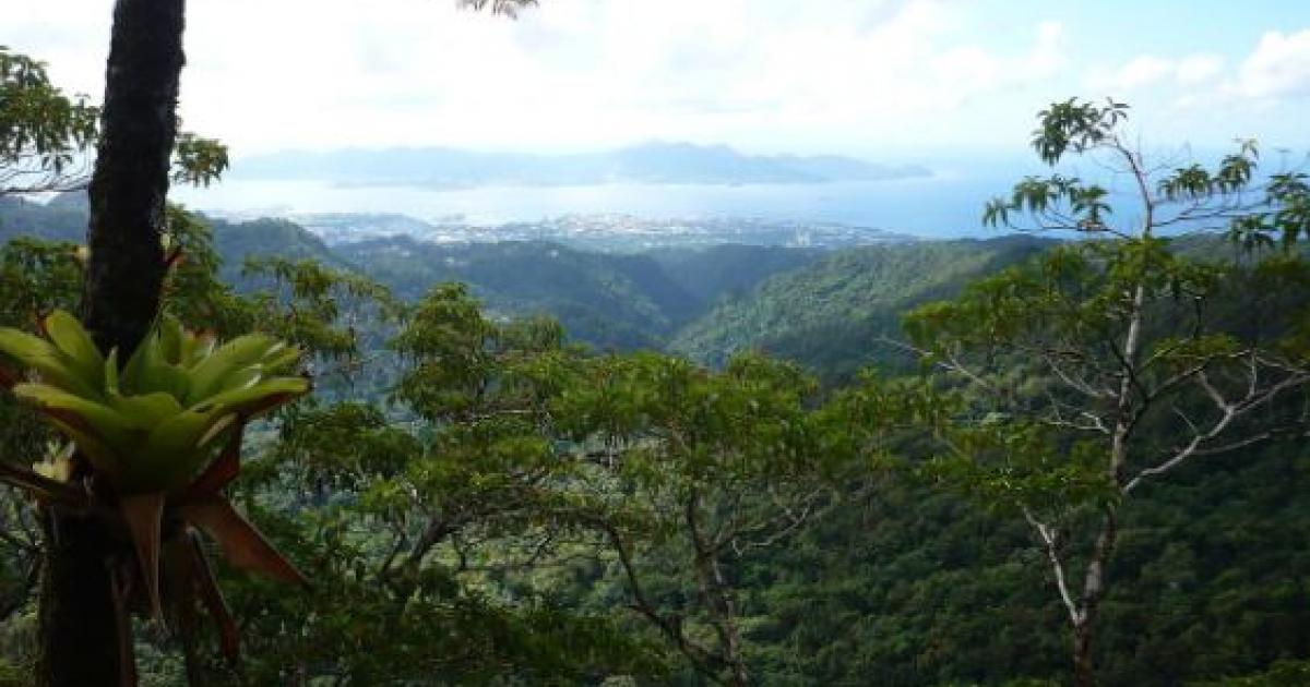     Gourbeyre, lauréat national de la biodiversité 

