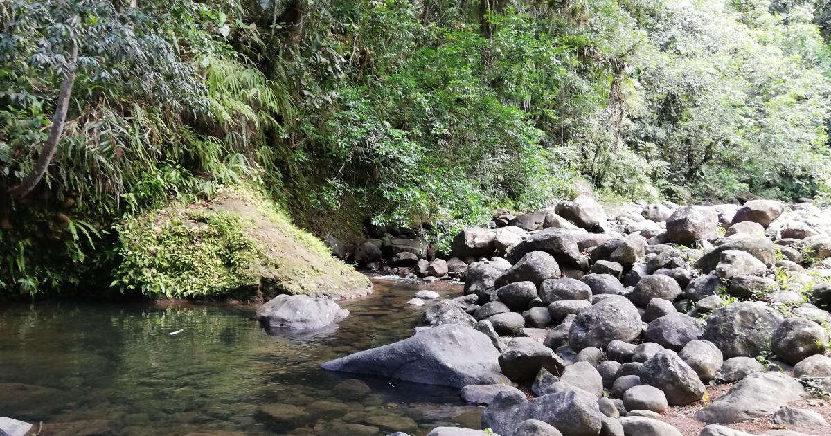     Les rivières de Martinique à nouveau en situation critique (préfecture)

