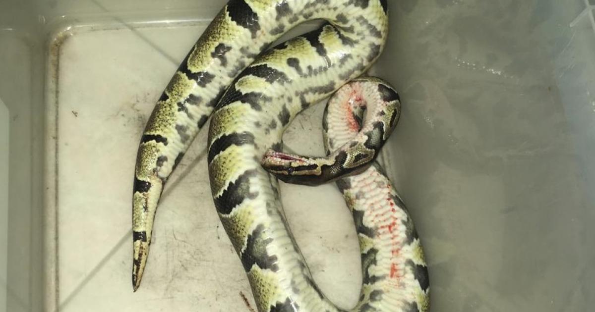     Un serpent retrouvé dans le salon d'un couple de personnes âgées

