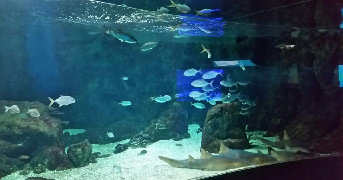     L’aquarium de Guadeloupe rouvre ses portes

