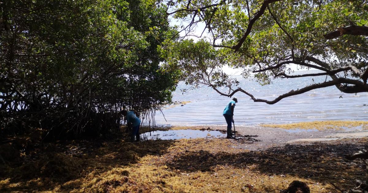     Au Robert, les sargasses se ramassent à la pelle

