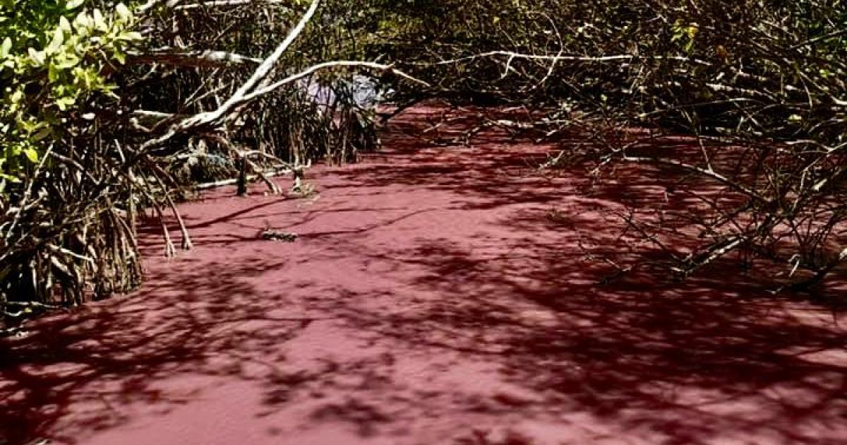     La mangrove rose du Diamant, un étonnant phénomène naturel

