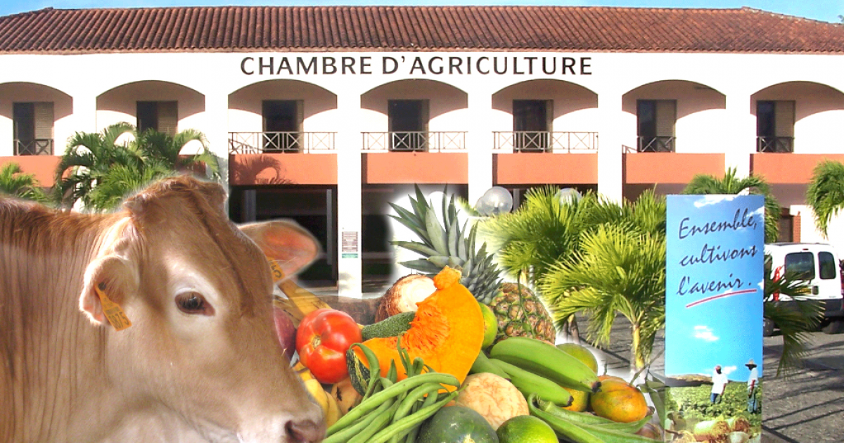     Les agriculteurs de Martinique mobilisés face à la sécheresse.

