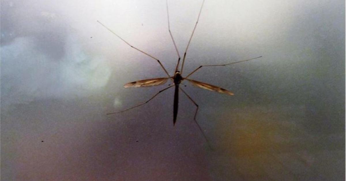     Dengue : un nouveau foyer épidémique localisé au Helleux à Sainte-Anne

