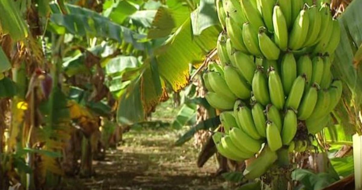     Le syndicat des Jeunes agriculteurs condamne les actes de vandalisme sur les parcelles de Sarcelles

