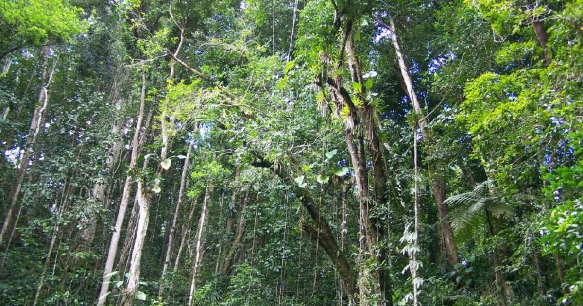     Schoelcher : l'Assaupamar conteste un chantier de la Simar

