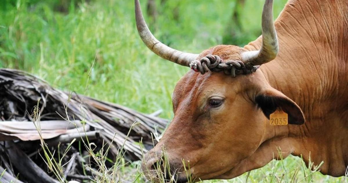     Un homme blessé par un bœuf aux Abymes

