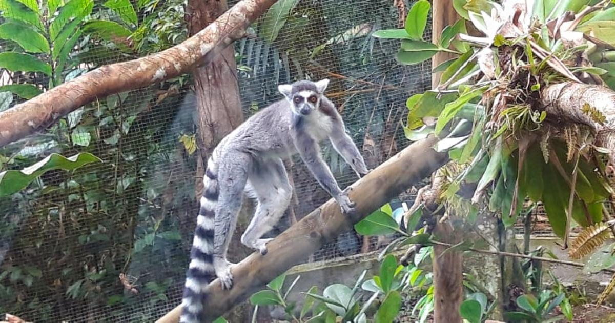     Le zoo de Guadeloupe accueille quatre makis cattas

