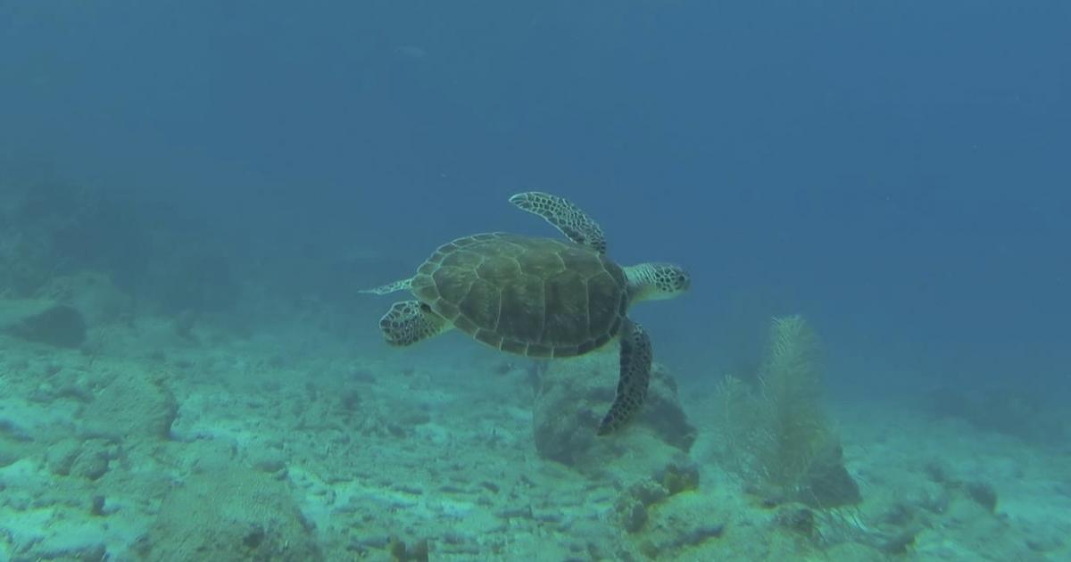     Les mesures à suivre pour préserver les tortues marines

