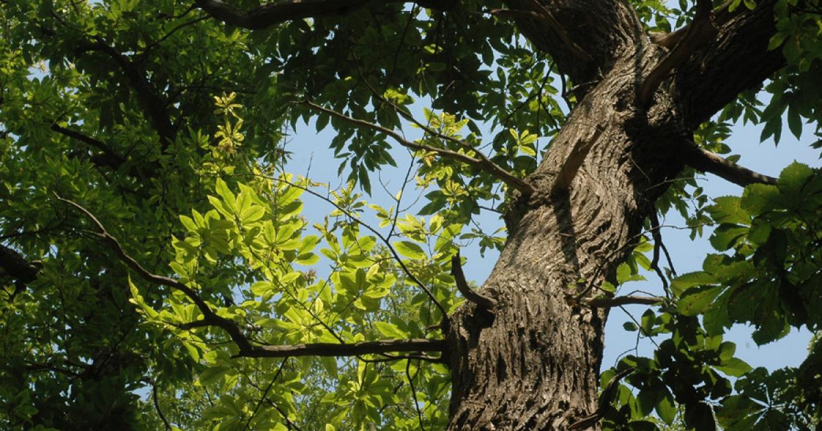     Un homme chute d'un arbre à Capesterre-Belle-Eau 

