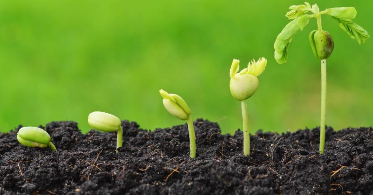     CambioNet : un réseau caribéen pour bâtir l'agriculture de demain

