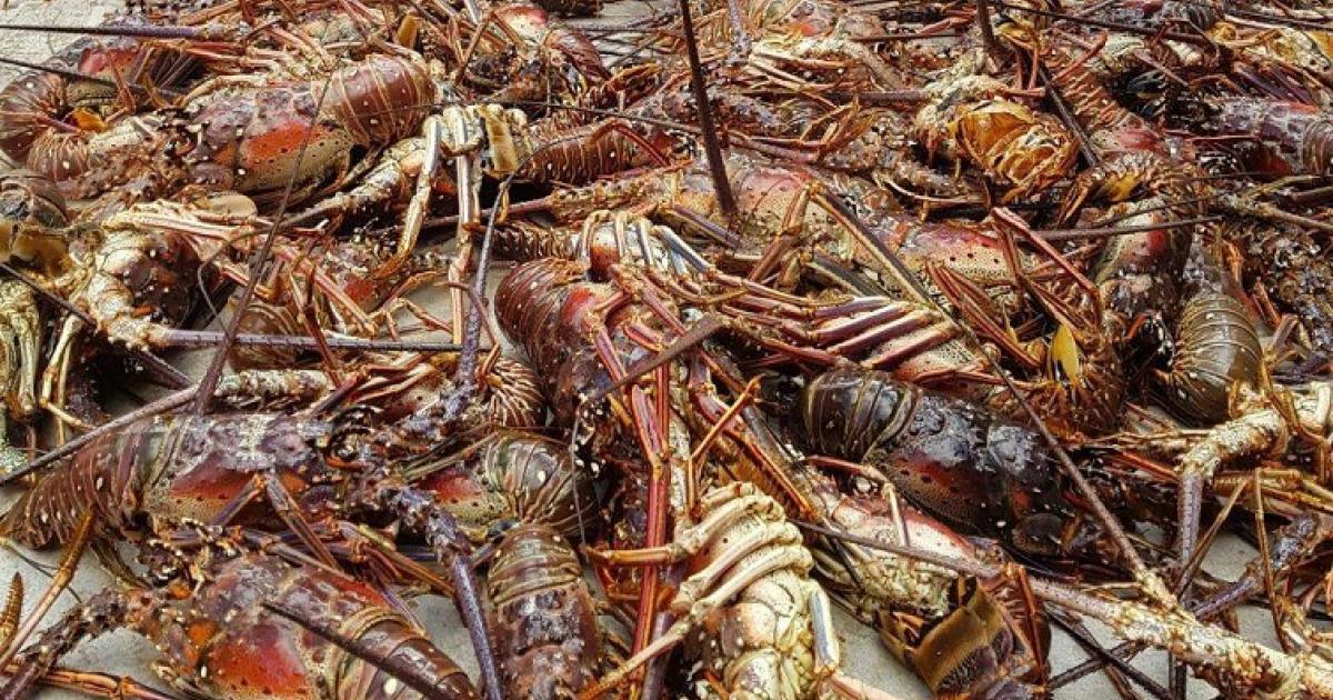     La recette de la fricassée de langouste du Colombo

