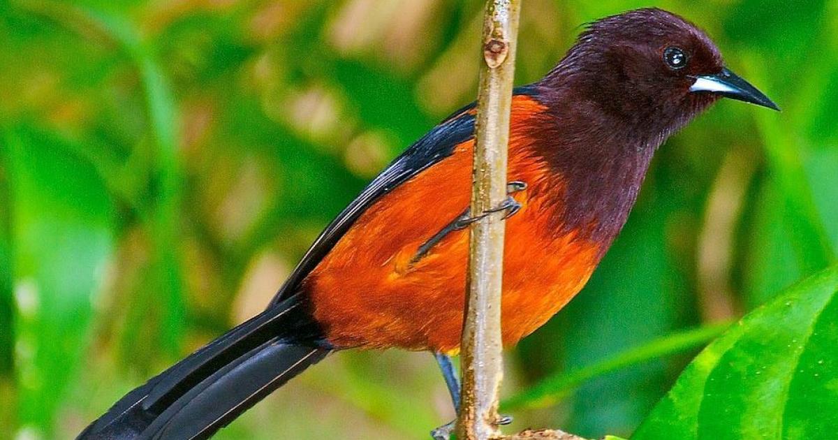     La Poste émet un timbre exceptionnel pour sauver l'Oriole de Martinique

