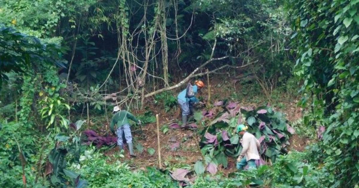     Le Parc Naturel de Martinique lutte contre l'invasion de plantes exotiques envahissantes

