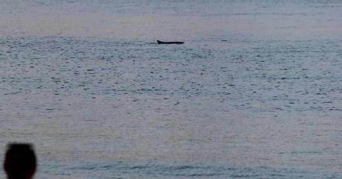     Pépin, le cachalot nain, continue de se promener dans la baie de Trinité

