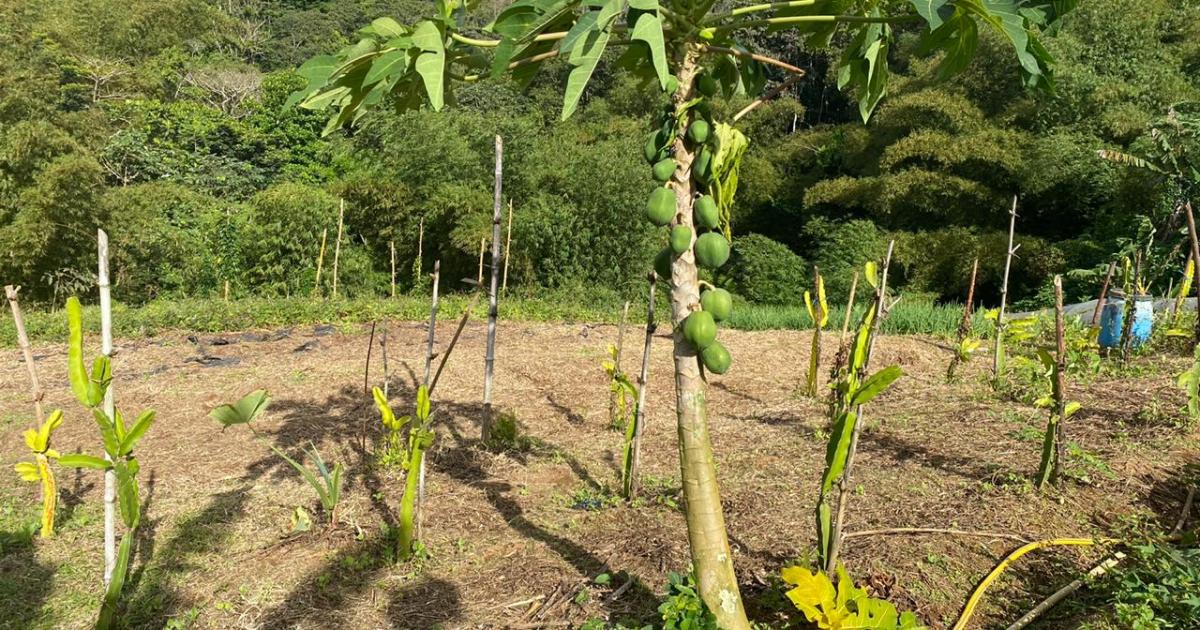     Changement climatique : un réseau pour l’agriculture dans la Caraïbe

