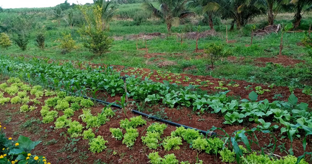     Les agriculteurs à la découverte de l'agroécologie 

