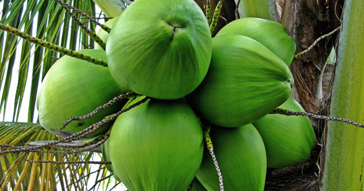     Il ouvre le feu sur son beau-frère pour des noix de coco 

