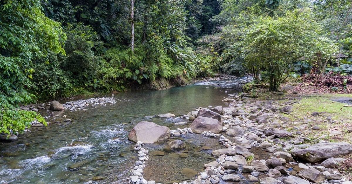     Balade forestière à Corossol sur la route de la traversée

