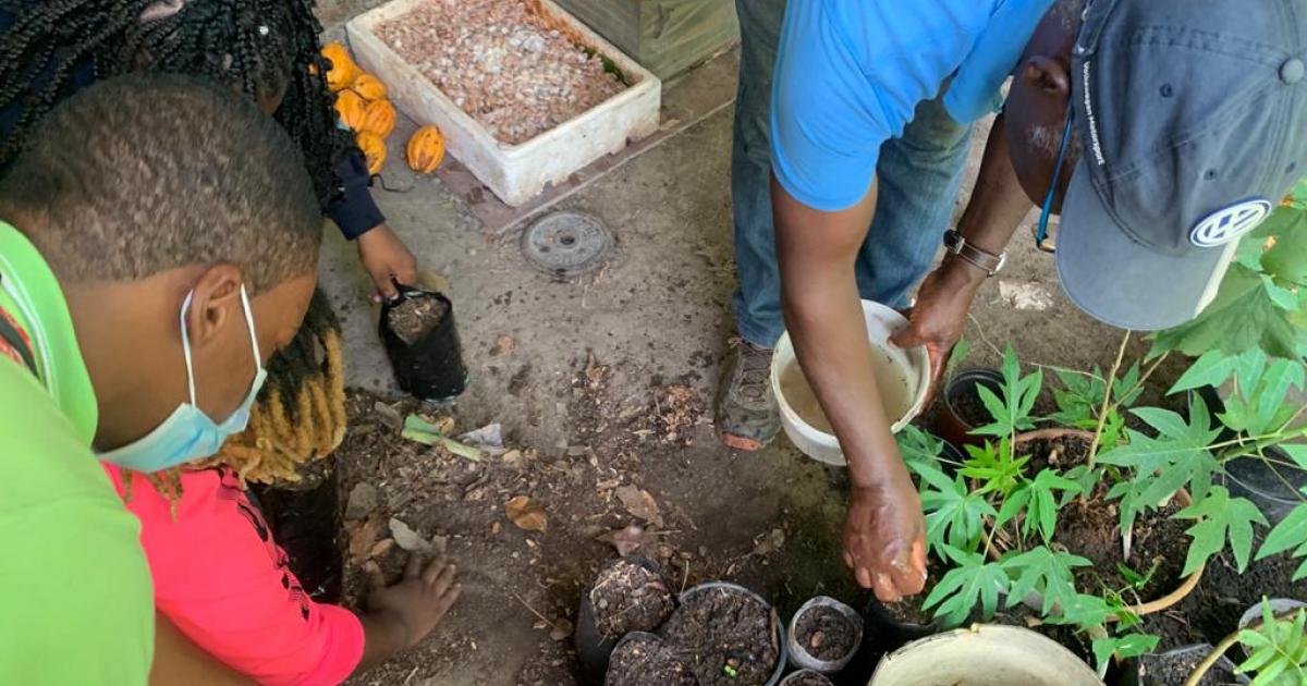     La filière du cacao de Martinique sensibilise les plus jeunes à leur patrimoine

