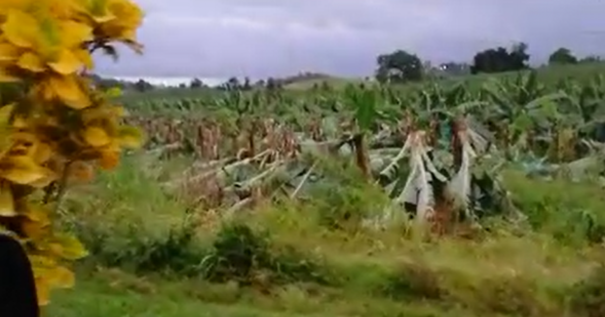 Two banana farms ransacked in Lamentin and François