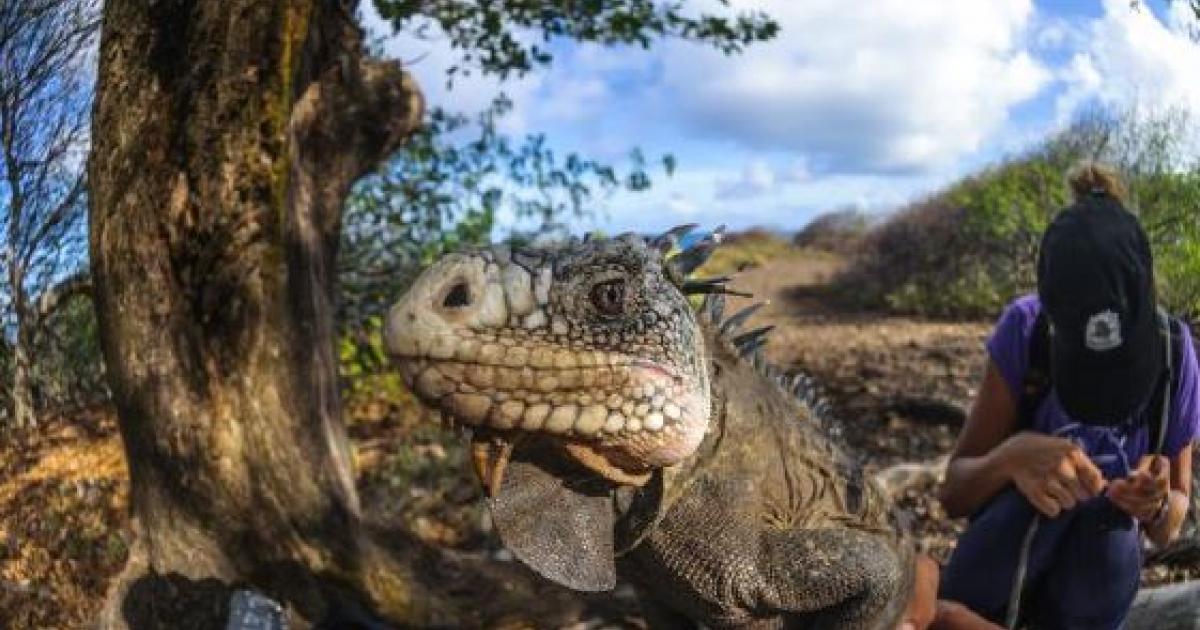     Des bénévoles marquent les iguanes des Petites Antilles sur l'îlet Chancel

