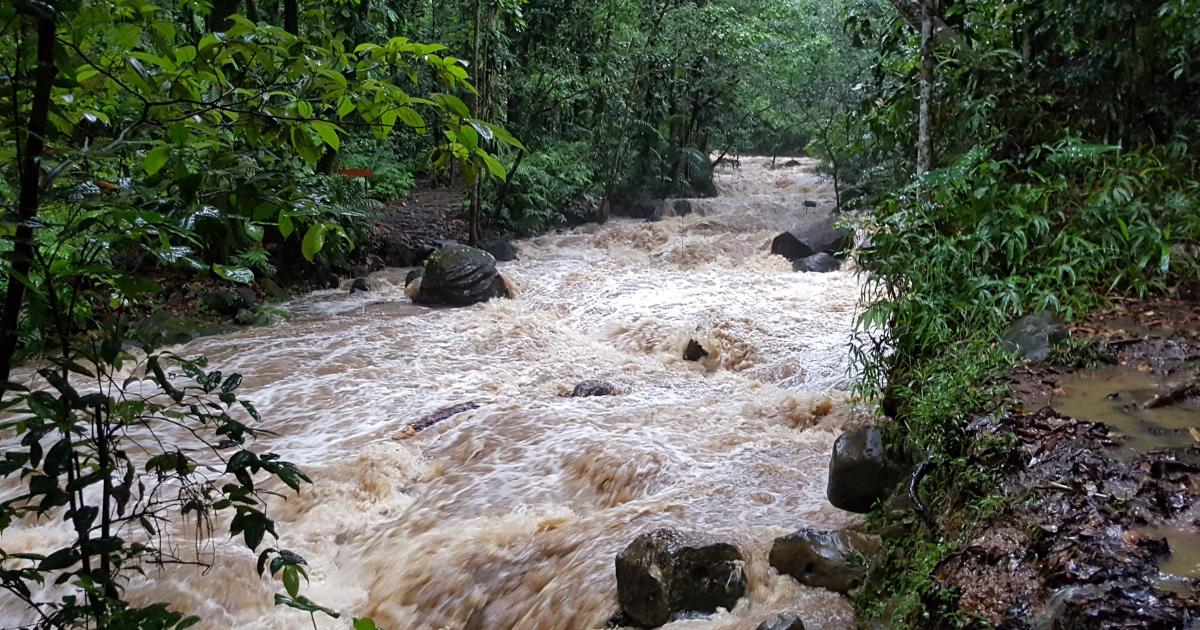     Les quatre personnes perdues en forêt ont été retrouvées

