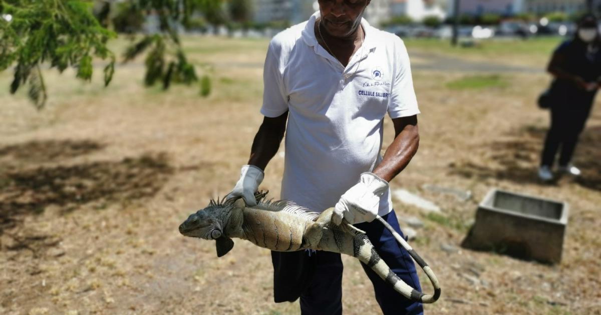     La ville de Fort-de-France capture des iguanes communs pour lutter contre leur prolifération

