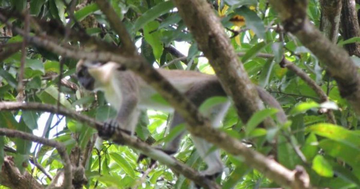     Les singes verts sont-ils toujours là ?

