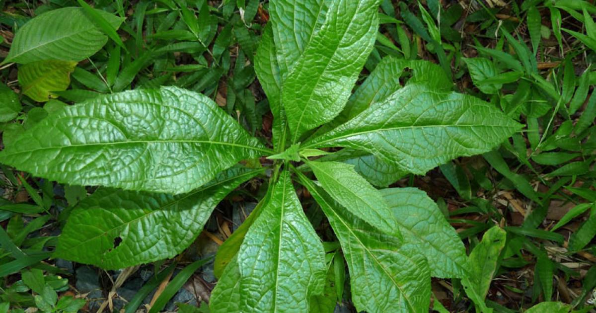     Les plantes médicinales au cœur d'une conférence entre le Mexique et Cap Nord en Martinique

