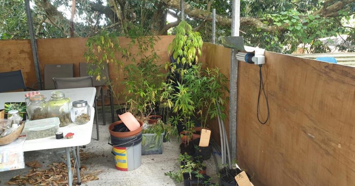     Une plantation de cannabis saisie chez un particulier à Baillif

