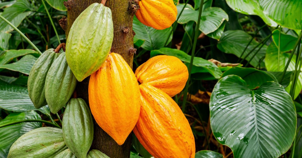     La filière cacao de Martinique continue à se structurer et cherche des financements pour s’équiper 

