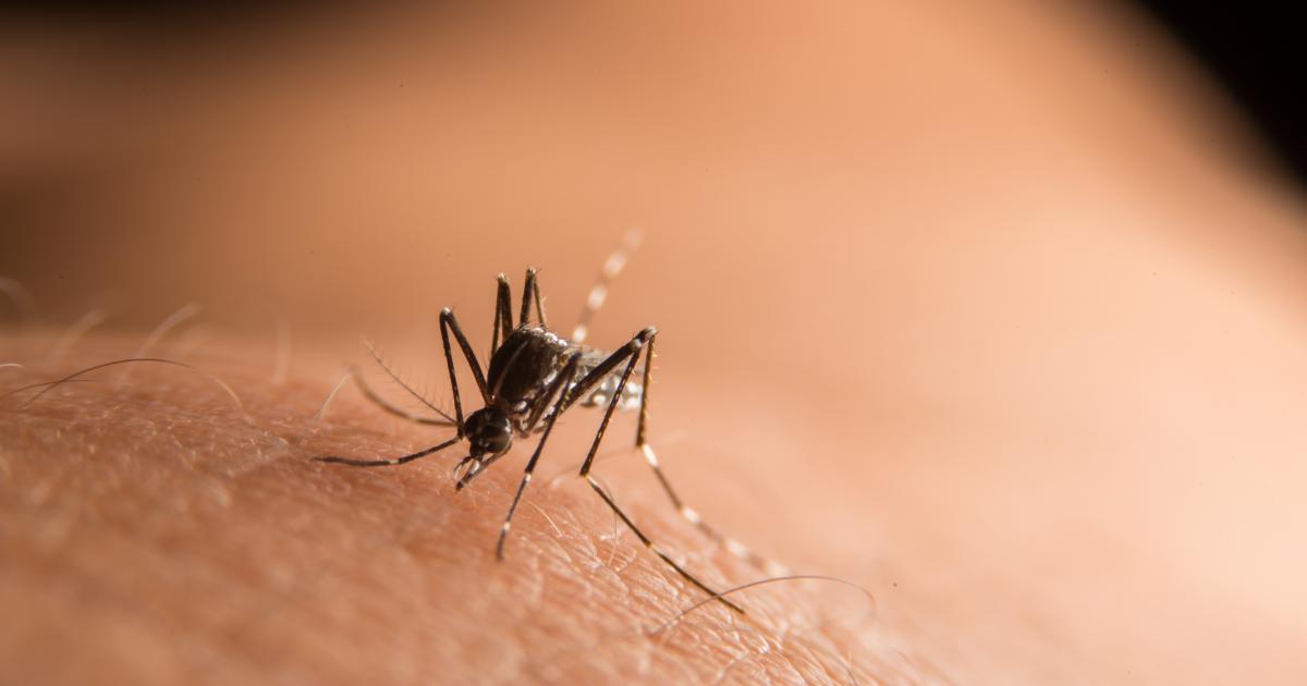     La 4ème vague covid n'est pas une fausse épidémie de dengue

