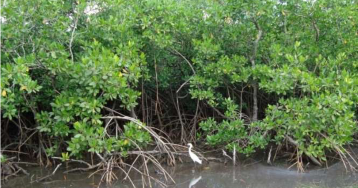     La Fondation du Patrimoine récompense un projet de renaturation de la mangrove du Morne Cabri au Lamentin

