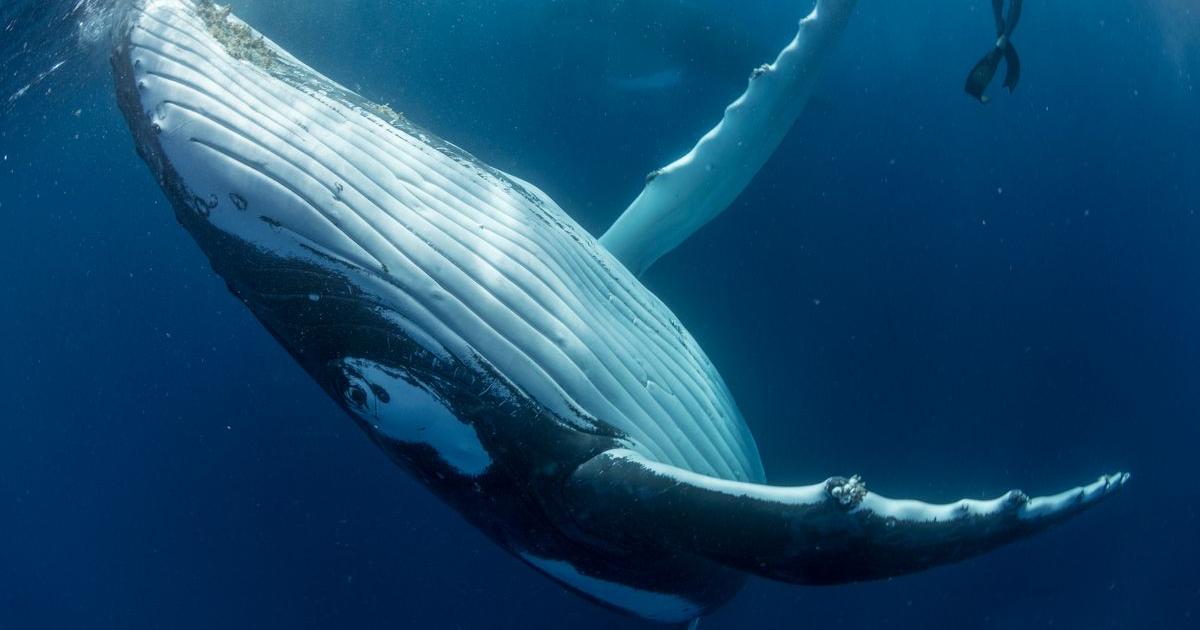     Un appel à l'action pour protéger les mammifères marins de la Caraïbe 

