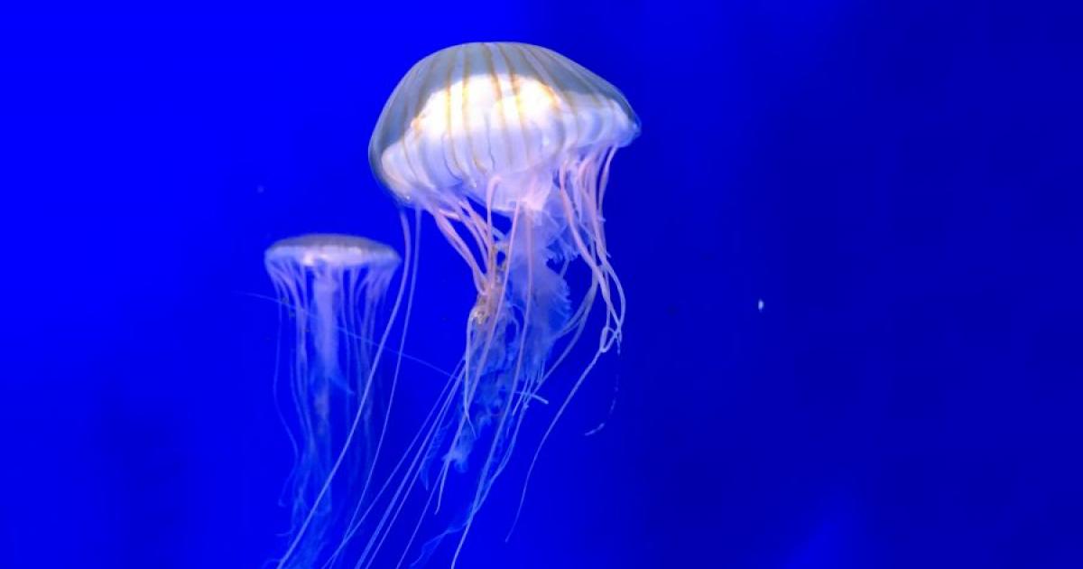     Une invasion de méduses sur la plage de Port-Louis depuis 24h

