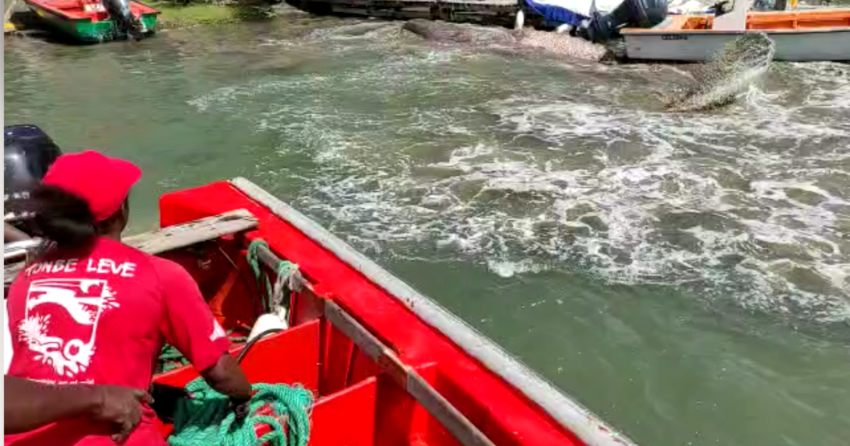     [VIDÉOS] Une baleine à bosse meurt en baie de Fort-de-France

