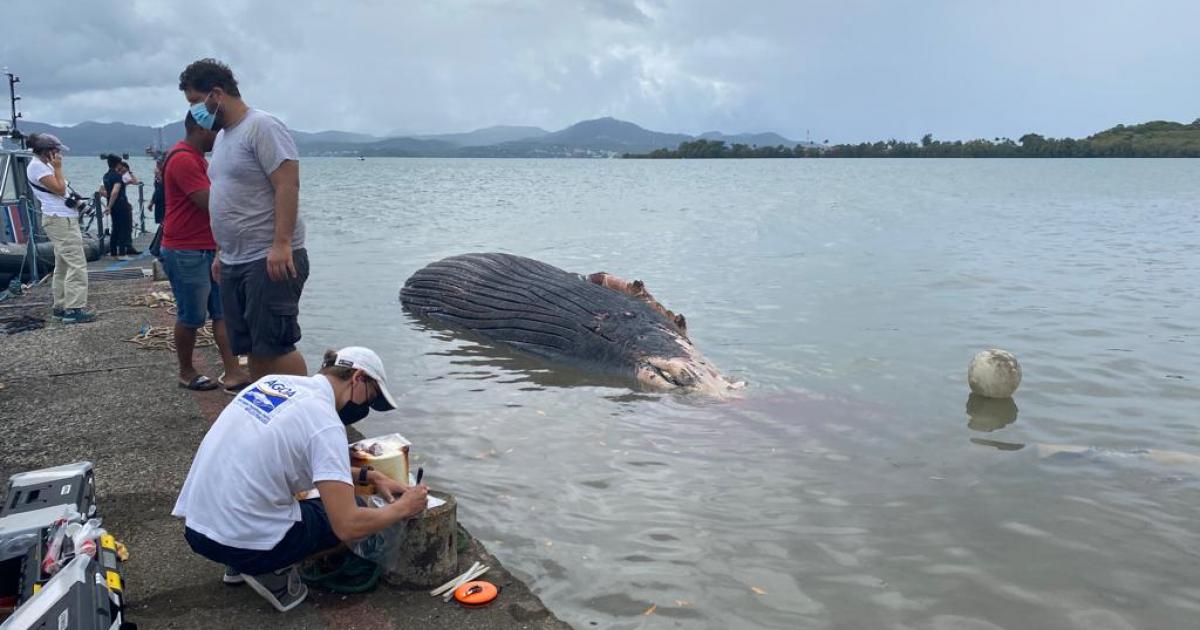     Baleine à bosse échouée: l'animal bientôt coulé au large

