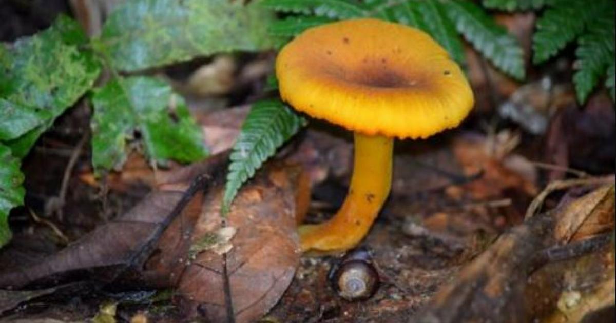     Le projet myconova mise sur la valorisation des champignons de Martinique

