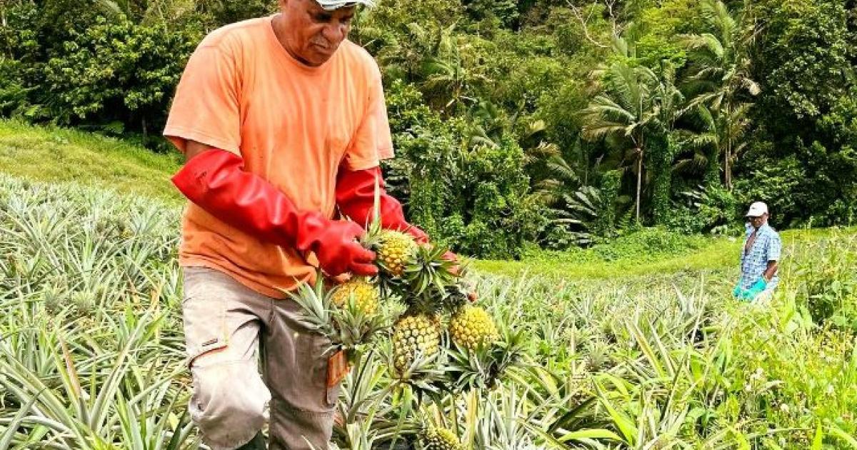     Ananas Queen de Martinique, l'heure de la récolte

